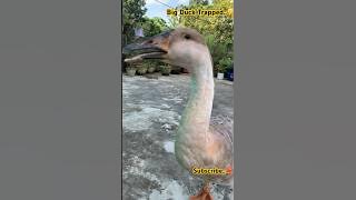 BIG 4kg Swan Trapped 🤫🤫