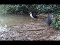 How to Set up breasted waterhen trap on Lakeside - Creative bird trap in countryside