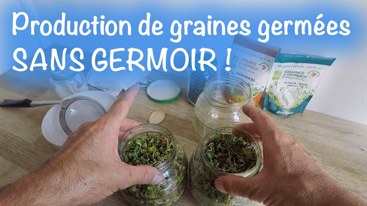 Production de graines germées SANS GERMOIR ! 
