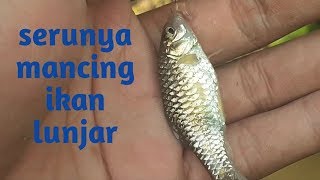 Serunya Mancing Ikan Lunjarwader Diselokan Kecil