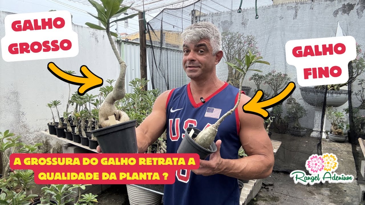 A grossura dos galhos revela a qualidade da rosa do deserto  ? 