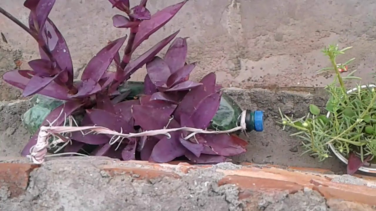 ������������ balconies gardens archana������������ - YouTube