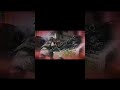 “Next-Level Tactics in 30 Sec! ⚡#tomclancy #tomclancysrainbowsixsiege #gaming #gamer #viralvideo
