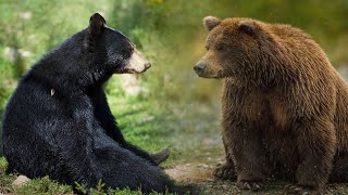 Beruang Grizzly vs Beruang Hitam Amerika | Siapa yang Lebih Hebat?