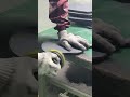 Smoothing the Edges After Heat Press | Pickleball Paddle Finishing #pickleball #automobile#factory