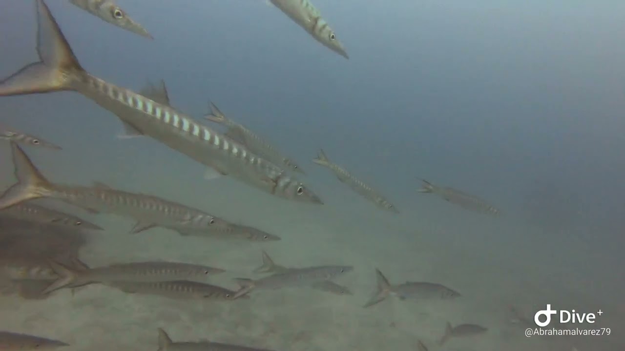 CLUB BOJU -    El Cabron / 13 diciembre 2023