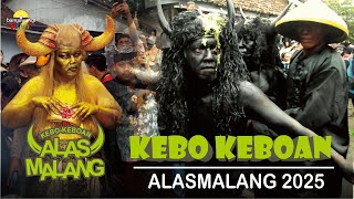 Kebo keboan Alasmalang 2025 Disaksikan Ribuan Orang