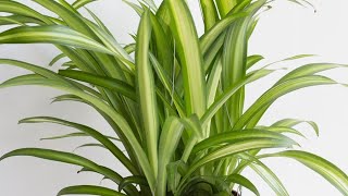 Top 5 Secrets | How to grow Spider plant faster