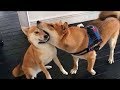 √99以上 柴犬 かわいい 動画 153872-柴犬 可愛い 動画