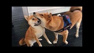 柴犬癒し かわいい柴犬動画 思わずくすっと笑う犬動画集 Youtube