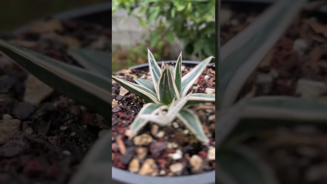 Agave Victoriae-reginae white rhino, Drought-Tolerant Live Plant, Easy to Grow