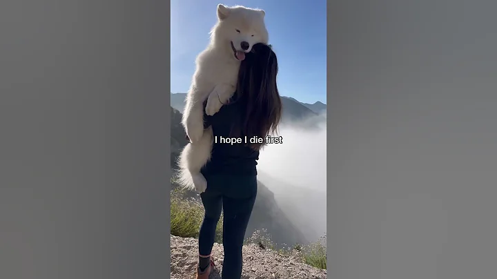 I'm not crying, you are #dog #samoyed #shorts - DayDayNews