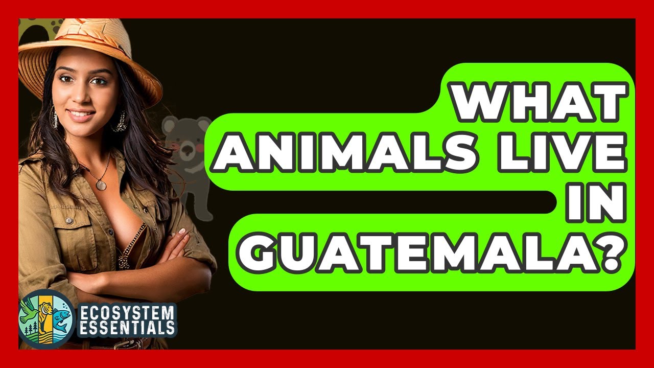 What Animals Live in Guatemala? - Ecosystem Essentials