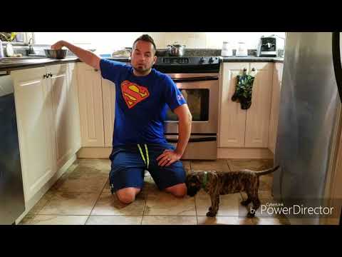 How to teach a Presa puppy Sit, Stand & Down - Shield K9