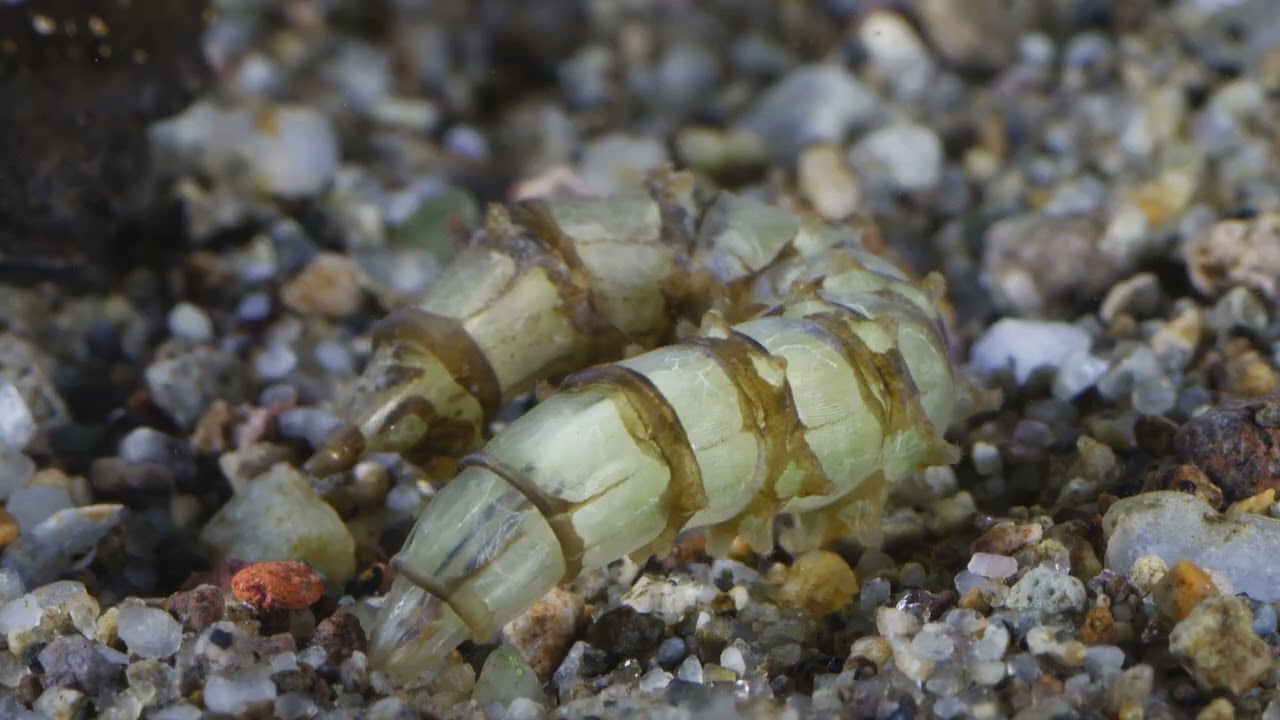 Horsefly (Tabanidae) larva/Bögölylárva