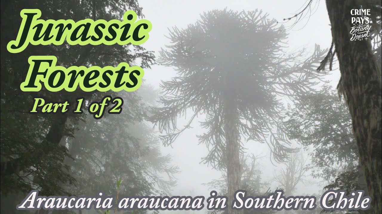 Jurassic Forests of Southern Chile : Part 1 of 2