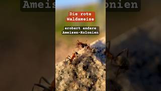 Die rote Waldameise (Formica rufa) erobert andere Kolonien