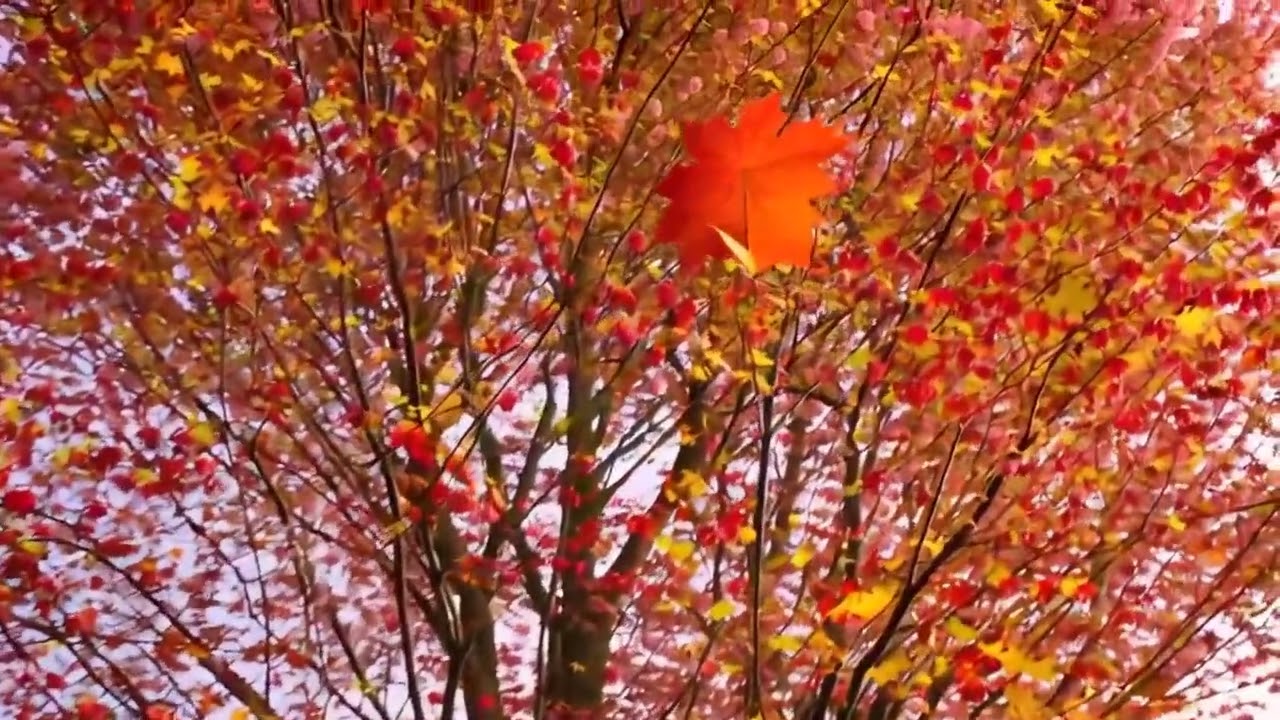 Path of Calm 🍂 Anime Lofi Drift