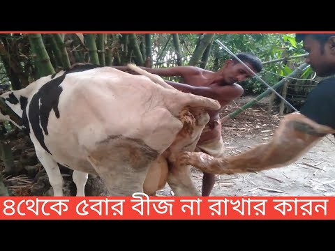 ভিডিও: ইন্টারেক্টিভ পুতুল একটি মেয়ের জন্য সেরা উপহার