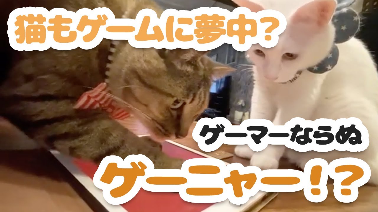 猫の気持ち お教えします その３ なでフクショップ