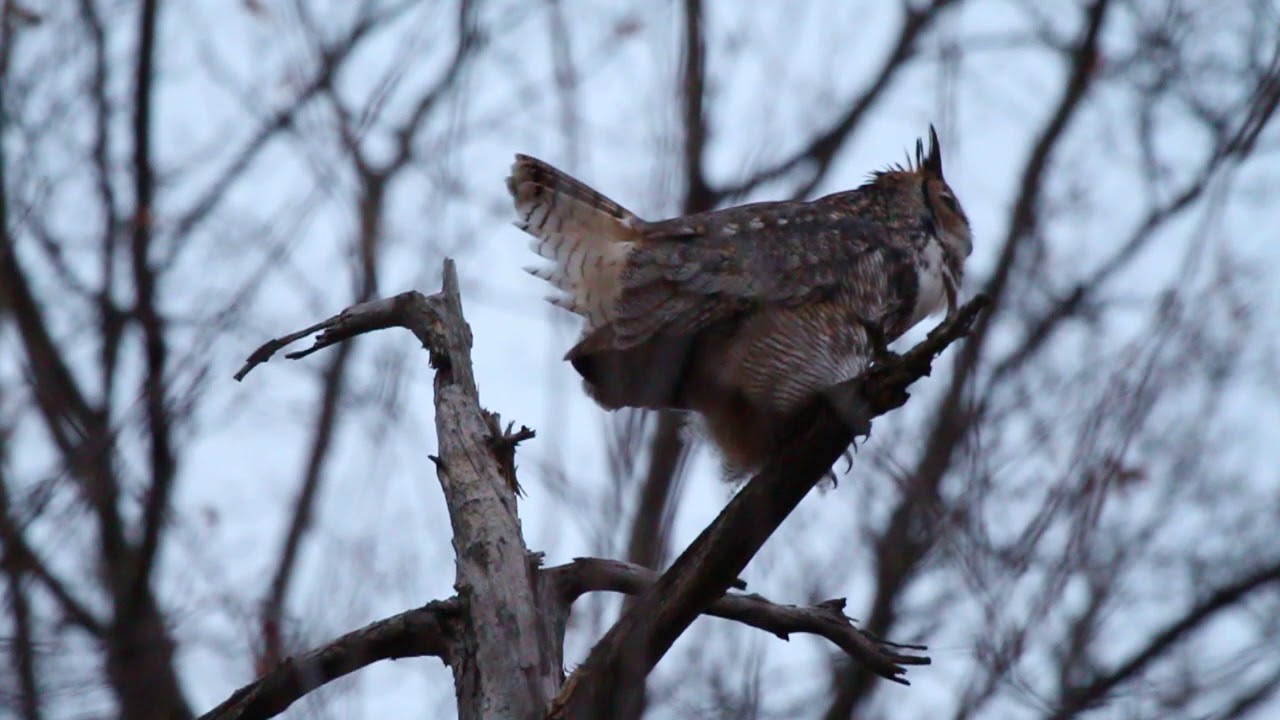 Great Horned Owls Duet, December 8, 2017, Forest Park, St. Louis, MO, USA YouTube
