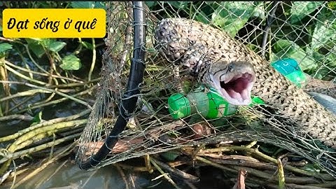 Nhấc Lờ Cá Cải Tiến tập 17 -được toàn rắn 😭