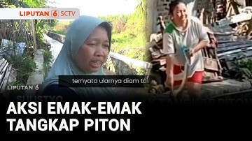Emak-Emak di Semarang Tangkap Ular Piton dengan Tangan Kosong | Liputan 6