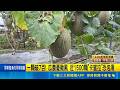 一顆破7百! 瓜農憂颱風 近1500顆"卡蜜拉"恐泡湯 颱風將襲! 溫室棚就要10萬 瓜農急採收卡蜜拉｜三立新聞LIVE