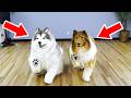 A human turns into a dog! Two dogs played together!