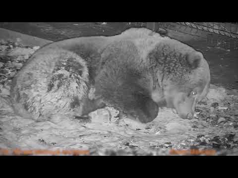 Как спят медведи? Ответ в этом видео 🐻💤