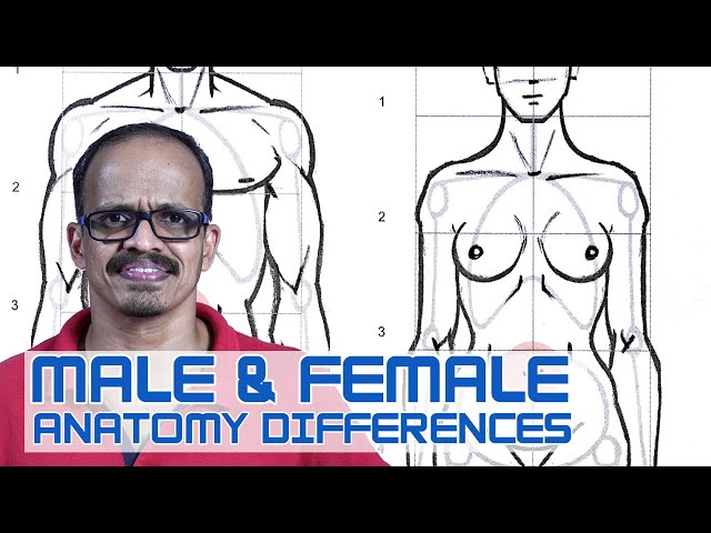 Male vs Female Pelvis Differences Anatomy Skeleton Shape 