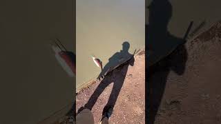 New power screed #concrete #constructionlife #mason #bluecollar