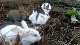 RABBITS!! Lots of funny curious rabbits/ КРОЛИКИ! Много забавных любопытных кроликов Видео для детей