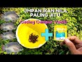 Umpan Ikan Nila Paling Jitu Cacing Campur Vanili