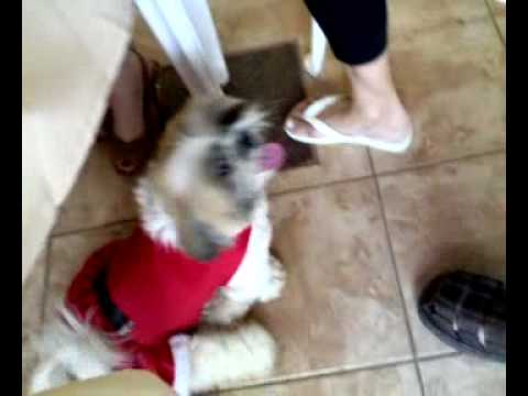 transando com cachorro!! - YouTube