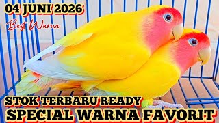 Stok Terbaru Lagi04 Juni 2026banyak Pilihan Warna