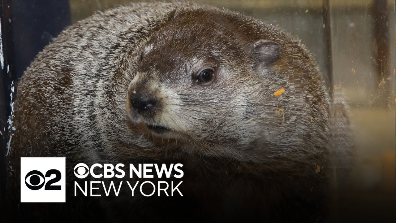 Staten Island Chuck sees his shadow on Groundhog Day 2026