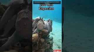 Los moluscos parecen aliens pero no lo son