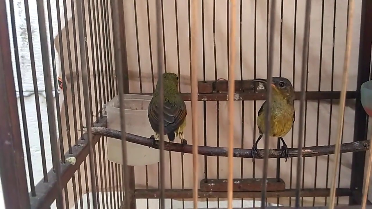 Ciri Konin Ijoan Jantan Youtube