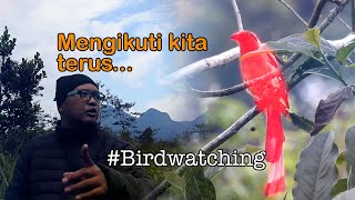 Download Lagu MYSTERIOUS BIRD ON THIS MOUNTAIN, THIS IS THE FIRST TIME WE HAVE FOUND A SUPER LARGE KING PENTET ... Download Lagu MYSTERIOUS BIRD ON THIS MOUNTAIN, THIS IS THE FIRST TIME WE HAVE FOUND A SUPER LARGE KING PENTET ...