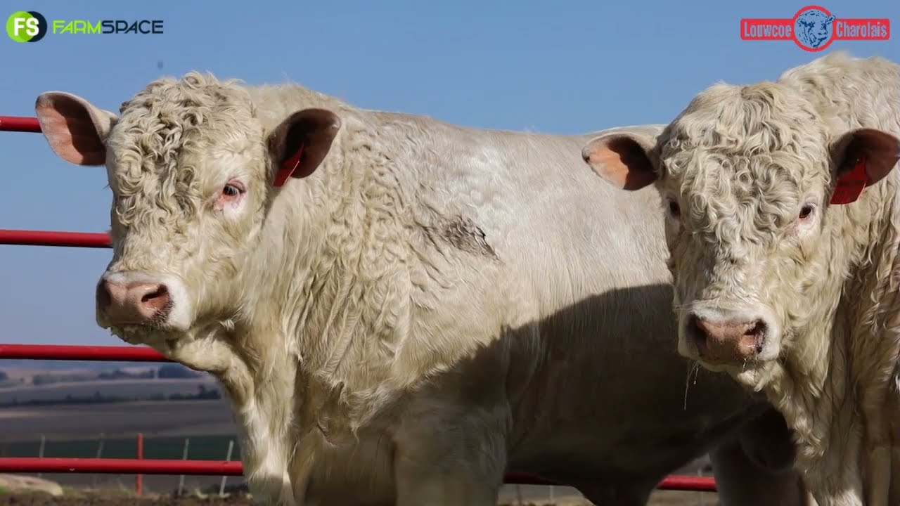 Witwarm Louwcoe Charolais - 11de Produksieveiling, 12 Julie.