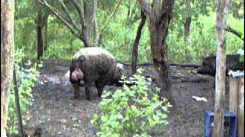 huge wild boar in my back yard