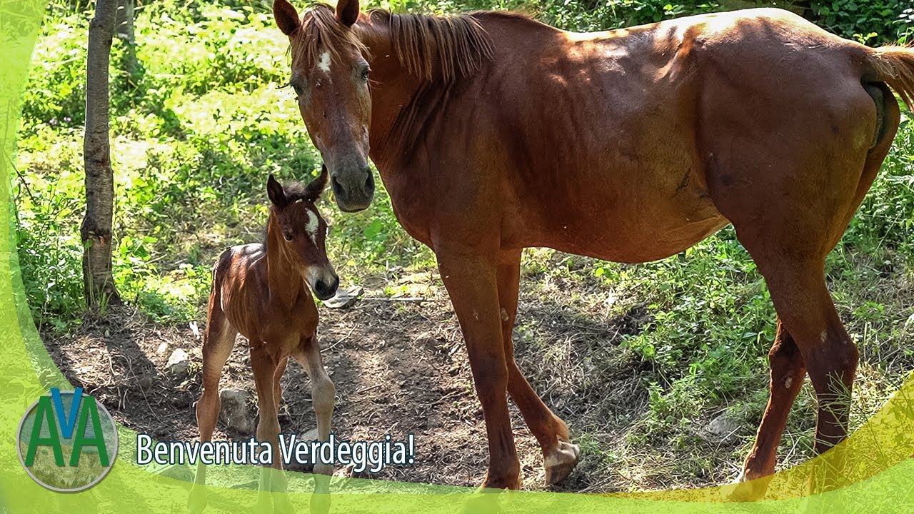 Benvenuta Verdeggia! - Alta Valle Argentina