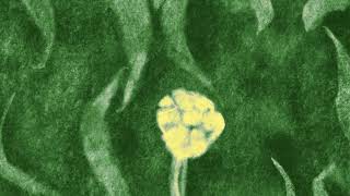 Lightning Bug - Reprise (Official Visualizer)
