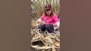 Necessary items for corn 🌽🌽 cultivation. Agricultural activities of rural farmers #farming #corn