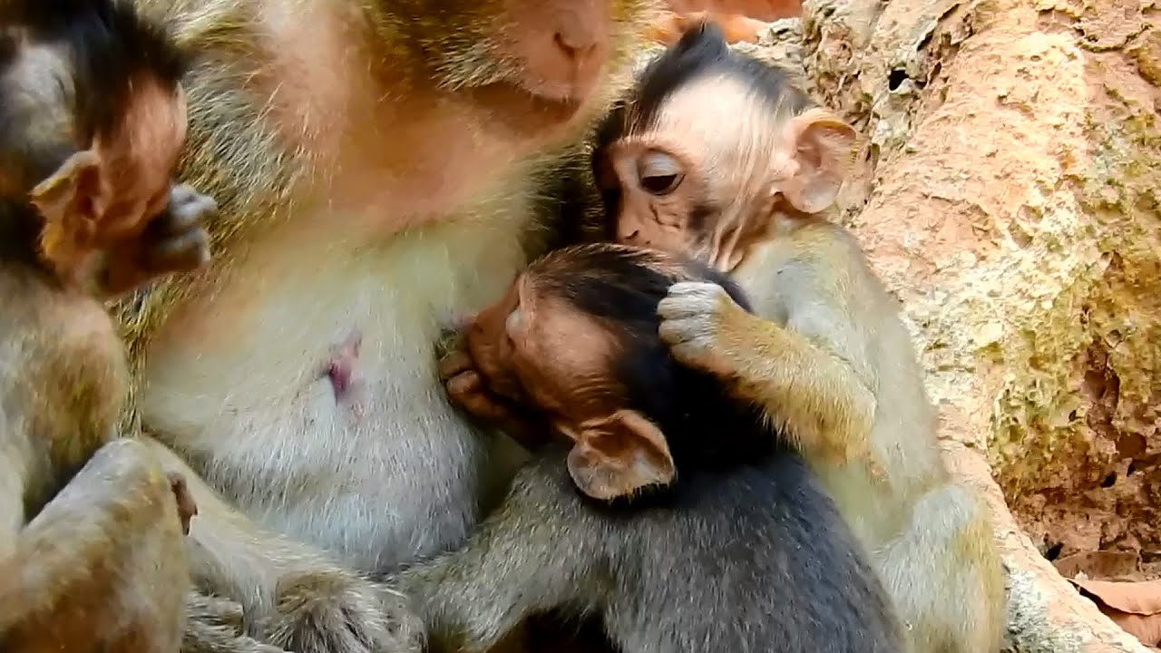 Vikki really jealous baby Dax getting milk , poor Jayden that does't get the warmth of a mother