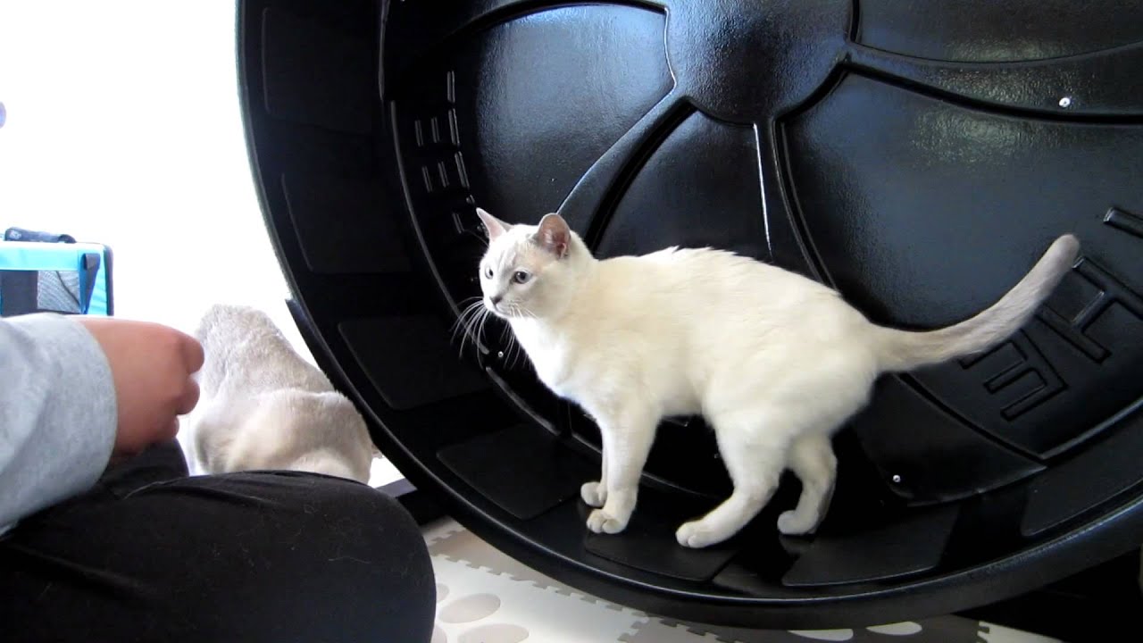 Cat Exercise Wheel Training Using Treats (Age 2) [HD] 