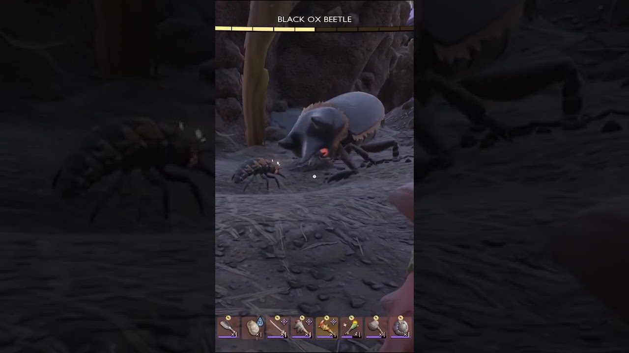 black ox beetle vs ladybird larva p2 | 