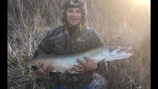 Huge muskie on Upper Potomac!!