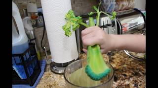 GROWING UP MIA/CELERY STALK EXPERIMENT/SCIENCE PROJECT/ PART 2/EPISODE 24/CHERYLS HOME COOKING